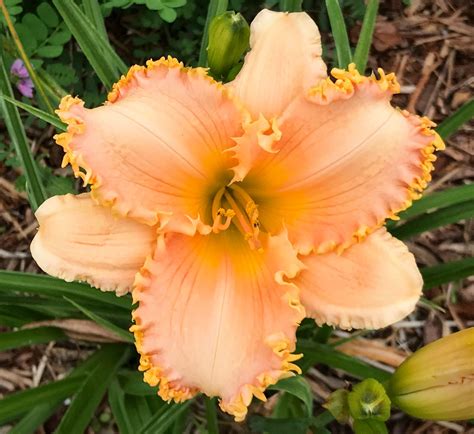 Forestlake Ragamuffin X Spacecoast New World Vision - Dooley Gardens