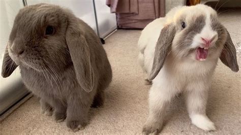 mini lop bunnies full grown