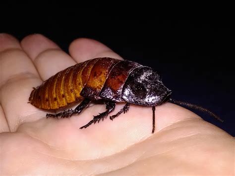 Is There Any Place to Sell Bugs? : r/Reno