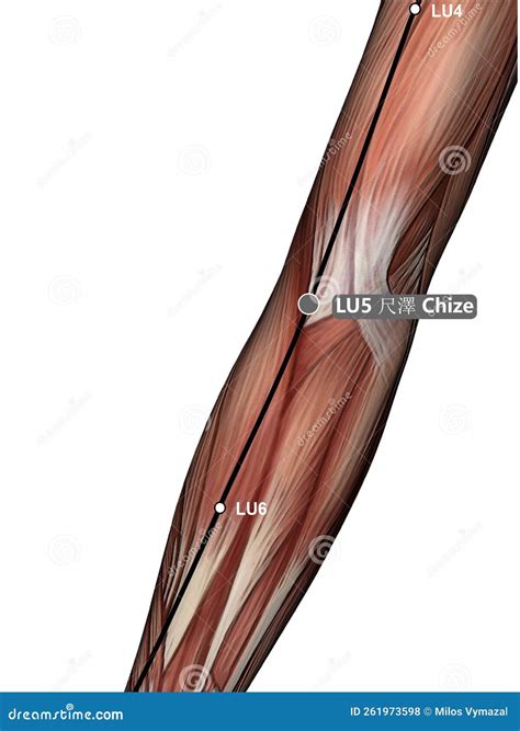 drawing acupuncture point lu yunmen  illustration royalty