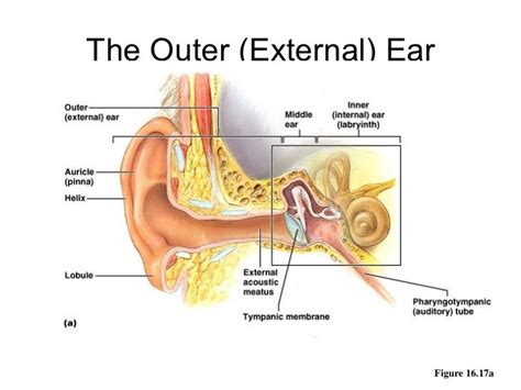 Ear Anatomy