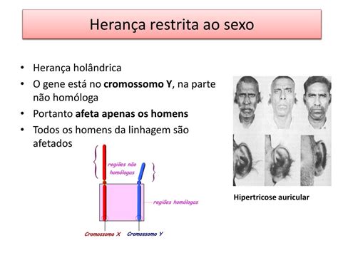 Herança Restrita Ao Sexo - PPT - Herança Ligada ao Sexo - Doenças PowerPoint Presentation, free