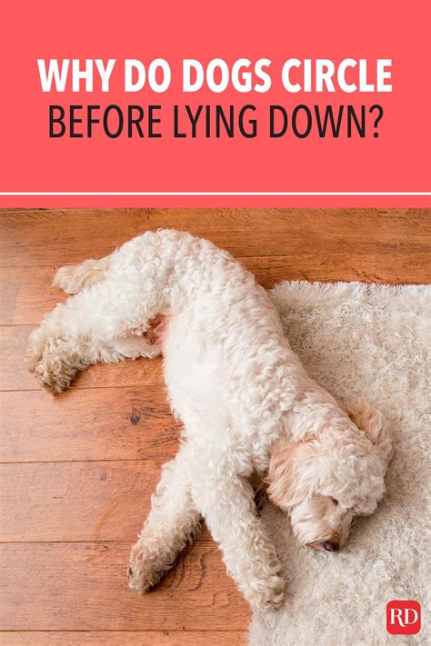 Why Do Dogs Circle Before They Lie Down