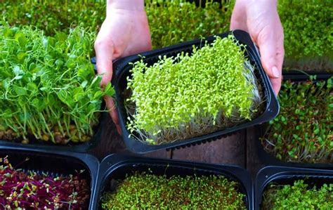 How to Grow Microgreen indoors? | Slick Garden