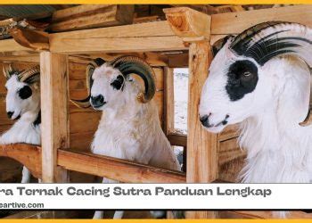 ternak domba archives rekreartive