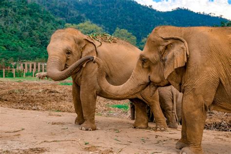 Elephant Nature Park - One Day Elephant Conservation - Bangkok ...