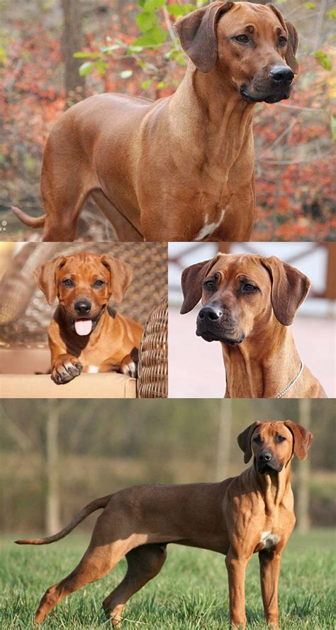 Родезийский риджбек: описание породы, фото, интересные факты | Dog ...