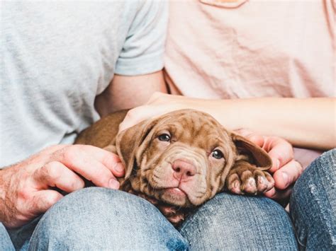 Como Acostumar Um Cachorro Com Outro - Como Fazer um Cachorro se Acostumar com Outro? | Mundo Ecologia