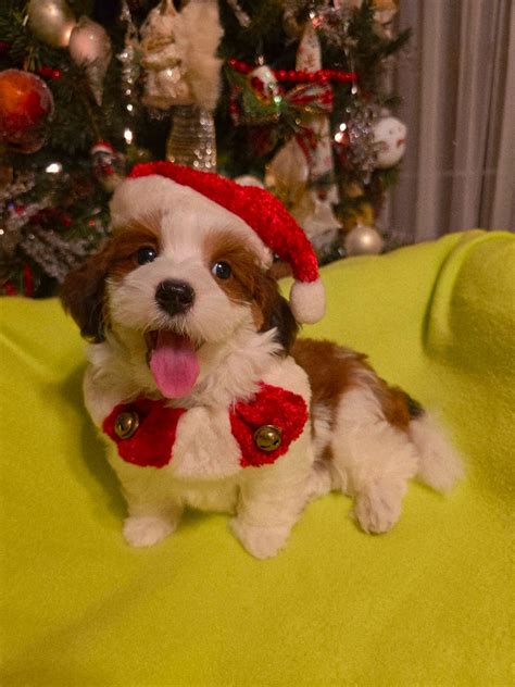 OUR ADULT HAVANESE MALES