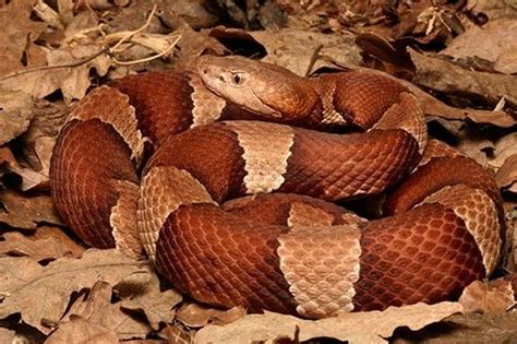 copperhead broad banded snake species wallpaper wallpaperscom
