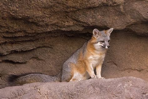 gray fox