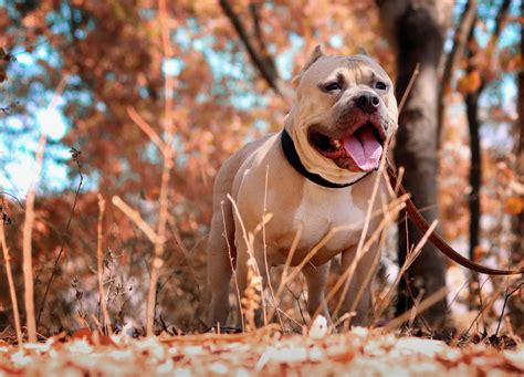 Animal experts debate blue pitbull dog breeding and health issues 23