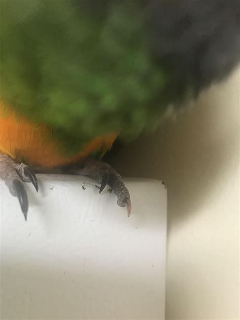 Help with torn off nail : r/parrots