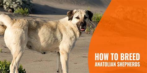 How To Breed Anatolian Shepherds – History, Litters, Temperament & FAQ