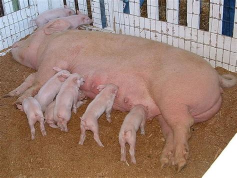 Different Types Of Pigs