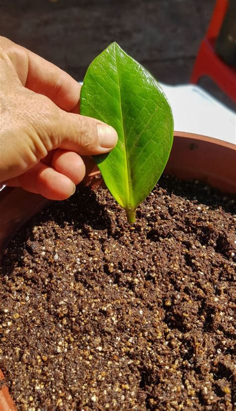 Como Fazer Mudas Da Planta Zamioculca - Mudas de zamioculca | Planta zamioculca, Zamioculca vaso, Plantas pra
