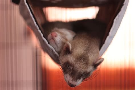 Keeping and Caring for Pet Ferrets