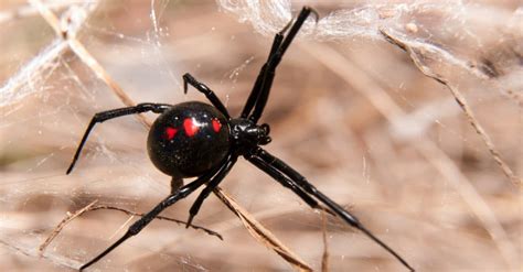 spiders  florida   animals