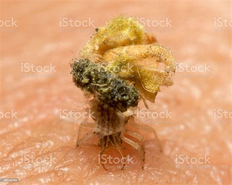 chrysopidae larvae  thailnad stock photo  image