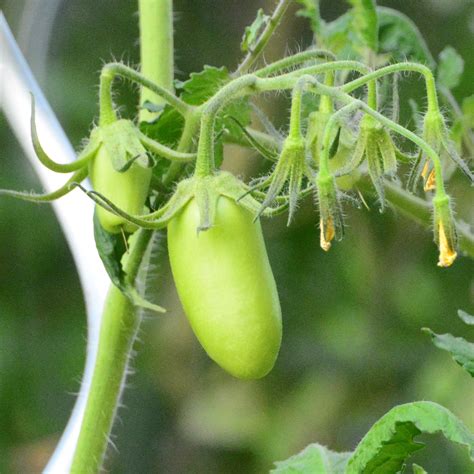 Meine Tomatenpflanzen tragen reichlich Früchte