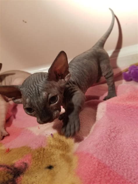 Black Bambino Cat