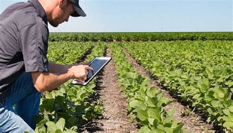 Sine tem vagas para técnico agrícola e muito mais - Online