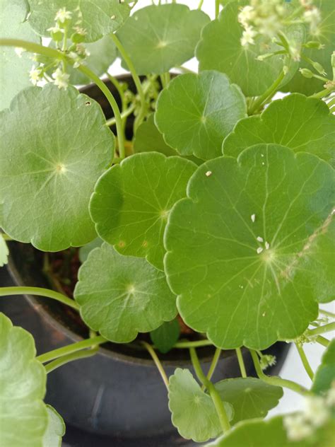 Hydrocotyle umbellata L. by M Fathima Saira on 11 September 2020