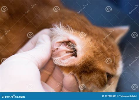 kitten  ear mites stock image cartoondealercom