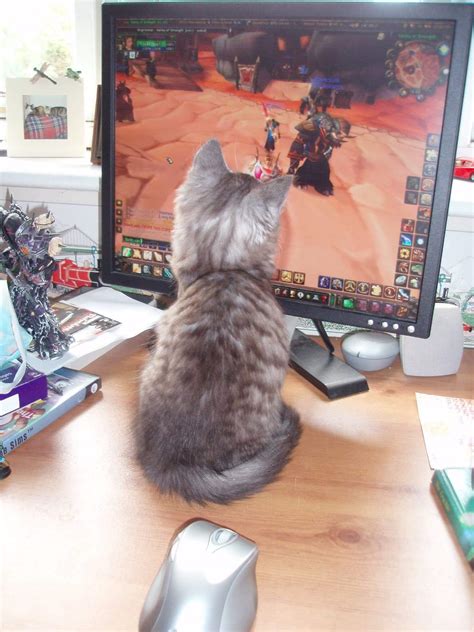 Nothing changes, 14 years ago and my life is still WoW and cats! : r/wow