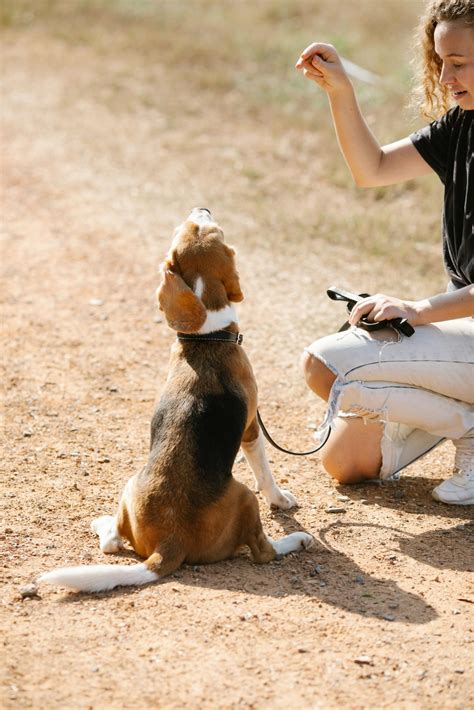 Dog Behaviorist Vs Dog Trainer? How To Choose The Right Expert For Your