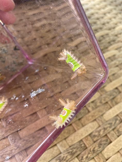 Bug Identification : r/Knoxville