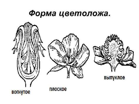 Цветок Цветок это Укороченный видоизменённый побег