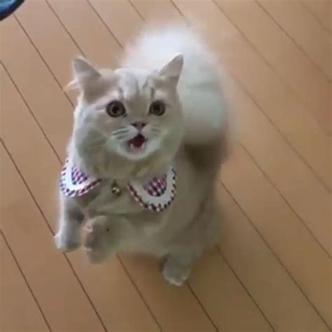 ไอเดีย Gif แมวน่ารักๆ 10 รายการ | แมวตลก, แมวน้อย, รูปสัตว์น่ารัก