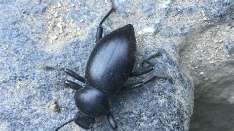 Stink Beetle Hits the Trails | Natural History Museum