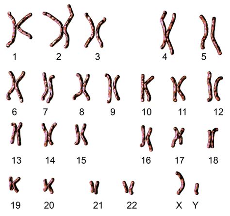Quantos Cromossomos Tem - Cromossomos: resumo, classificação e tipos de cromossomos - Biologia Net