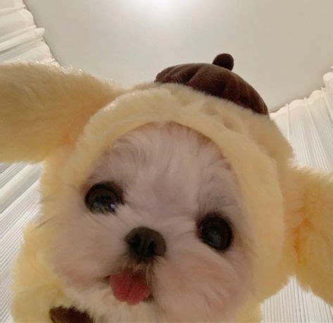 Pin de niya em ˗ˏˋ animal pfps ´ˎ˗ | Filhotes de cachorro fofos