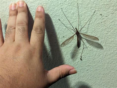 A BIG Boy : r/Entomology