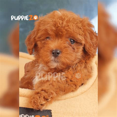 Maltipoo Puppies for Sale in Delhi, India | Limited Availability