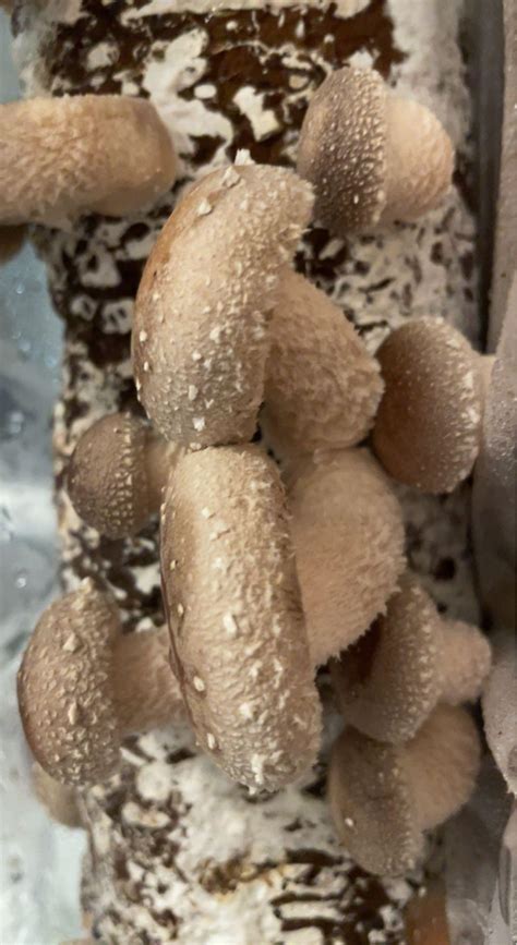 In love with this picture of these shiitake twins i grew. : r/mycology