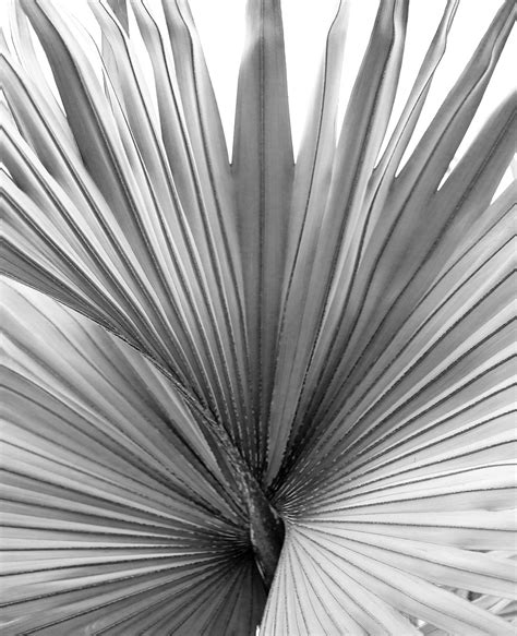 palm leaf  royals project