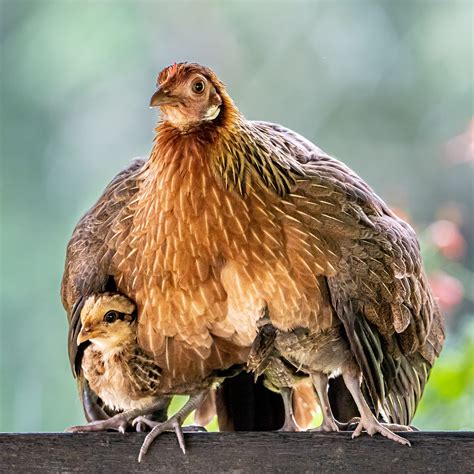 Hen And Chicks Images