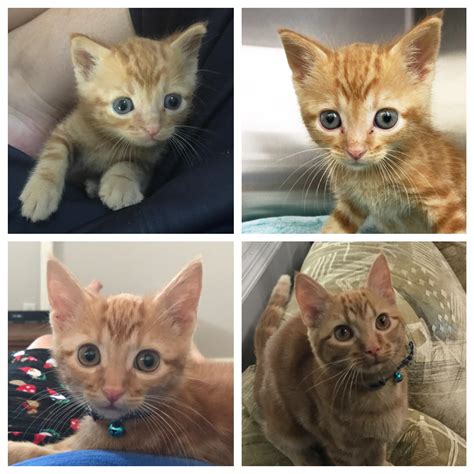 From a 6 week old feral kitten to a handsome dude of almost 6 months