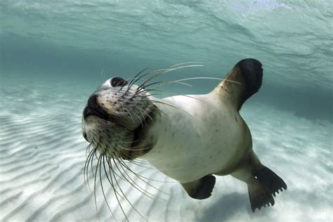 playful sealion smithsonian photo contest smithsonian magazine