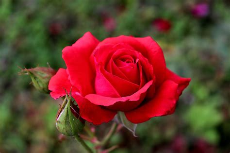 10,000+ Red Rose Pictures and Images for Free - Pixabay