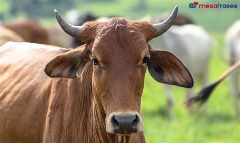 O'que Significa Sonhar Com Boi - Sonhar com Boi - Significados e Mistérios