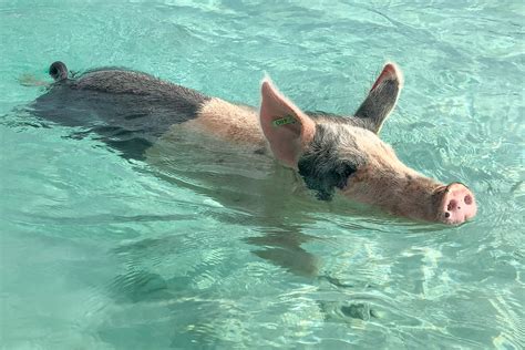 Pig Beach Bahamas: Guide to visiting the Bahamas Swimming Pigs