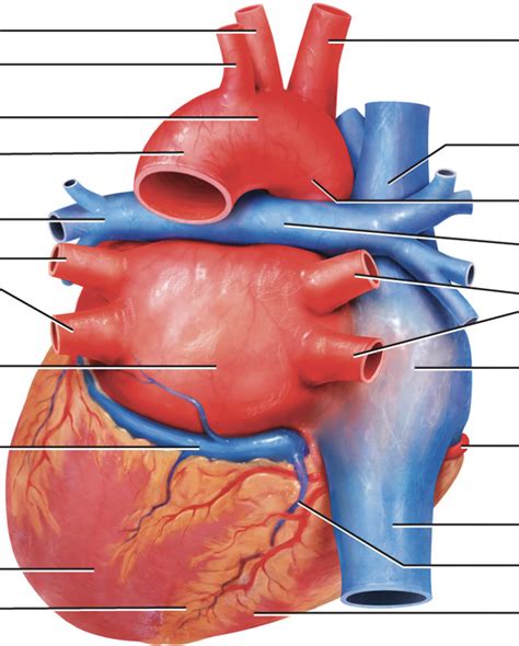 Chambers of the Heart pt 2 (posterior view) Diagram | Quizlet 