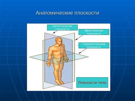 Презентация Анатомия физиология человека