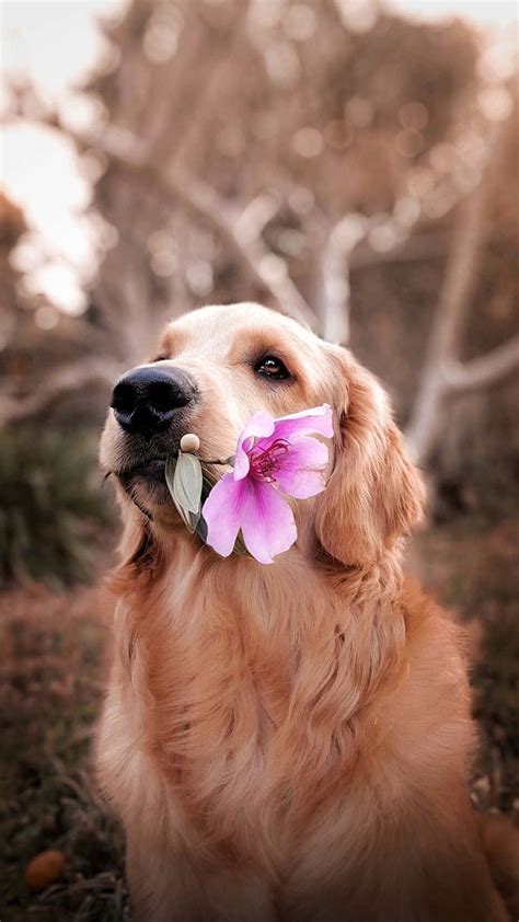 golden retriever dog aesthetic wallpaper wallpaperscom