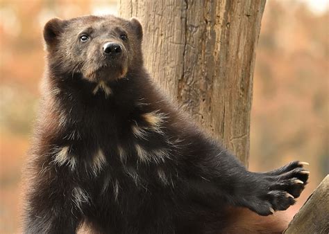 U.S. protects wolverines in Lower 48 under Endangered Species Act - The ...